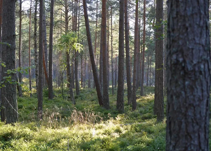 Marika Puhkekuela - Metsanurga Oeoemaja 